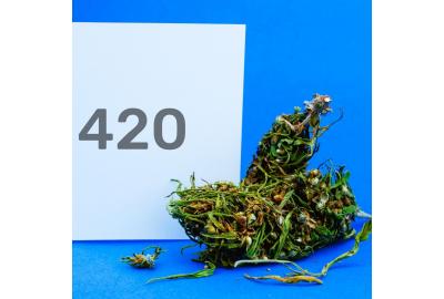 The History of 420